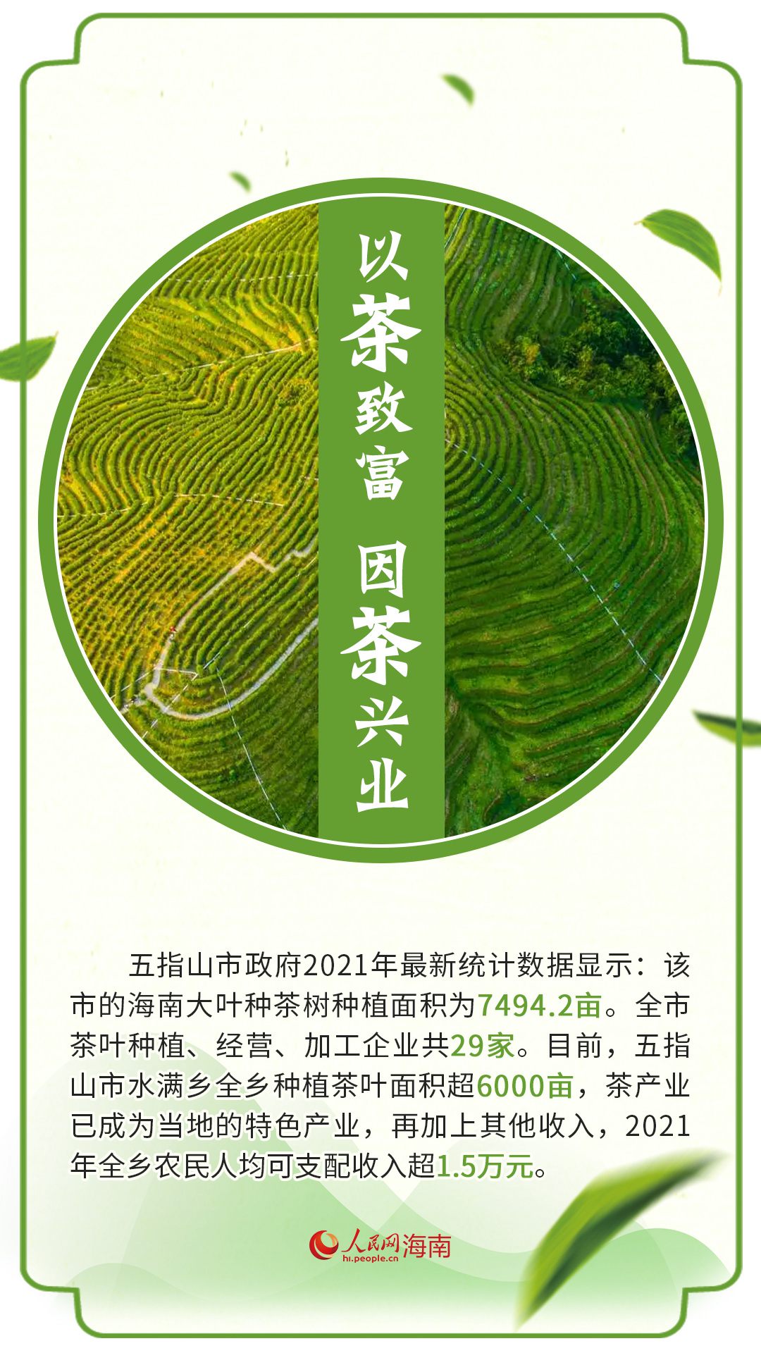 雨林深處茶飄香 “小葉子”成就“大產(chǎn)業(yè)”