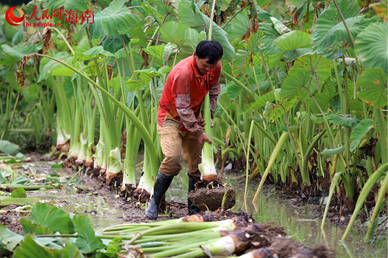 村民奮力拔起香芋。 人民網(wǎng) 孟凡盛攝