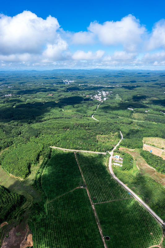 柚子種植基地。 陳權(quán)攝