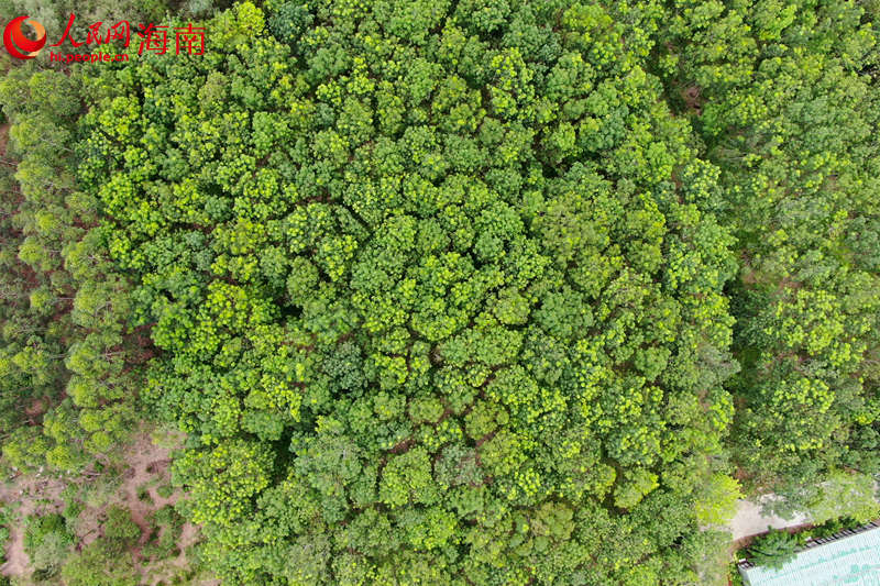 澄邁縣效古村沉香種植園。 孟凡盛攝