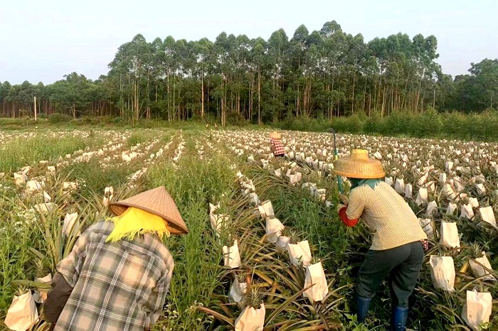 臨高縣臨城鎮(zhèn)蘭羅村村民在鳳梨種植園間忙碌。