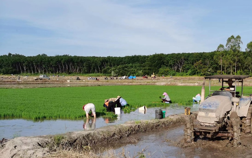 農(nóng)機(jī)轟鳴水田忙。王善薪攝