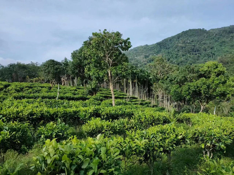 五指紅自有野生古樹茶園。受訪者供圖