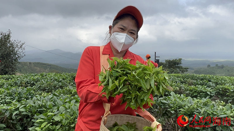 海墾白馬嶺茶場工人在采茶。人民網(wǎng) 孟凡盛攝