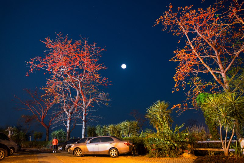 木棉花點(diǎn)綴了夜空。昌江縣委宣傳部供圖