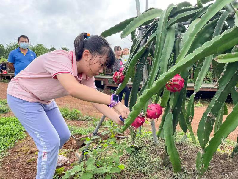 游客在果園體驗(yàn)采摘樂趣。受訪者供圖