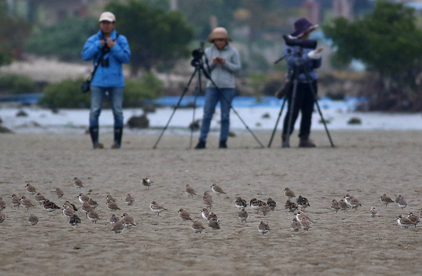 2023海南越冬水鳥調(diào)查。調(diào)查隊(duì)供圖