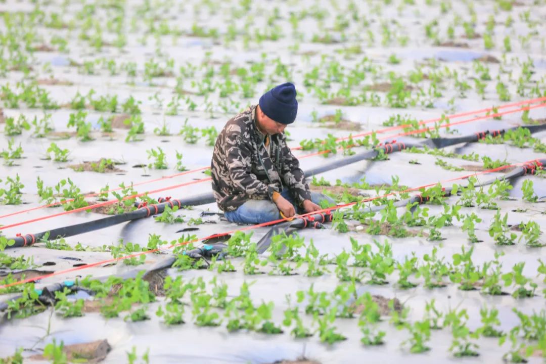 村民在地里捆綁水管。羊文彪攝