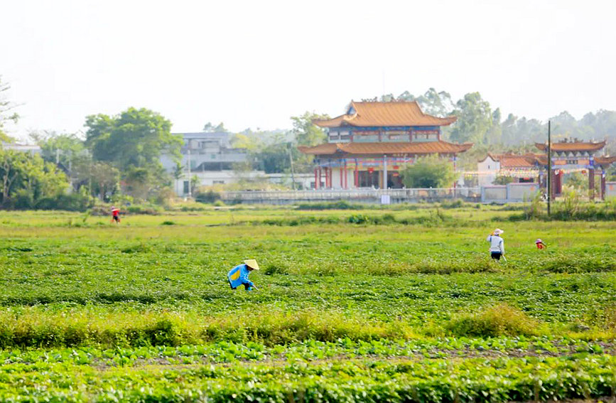 儋州新中洋村民在地里除草。羊文彪攝