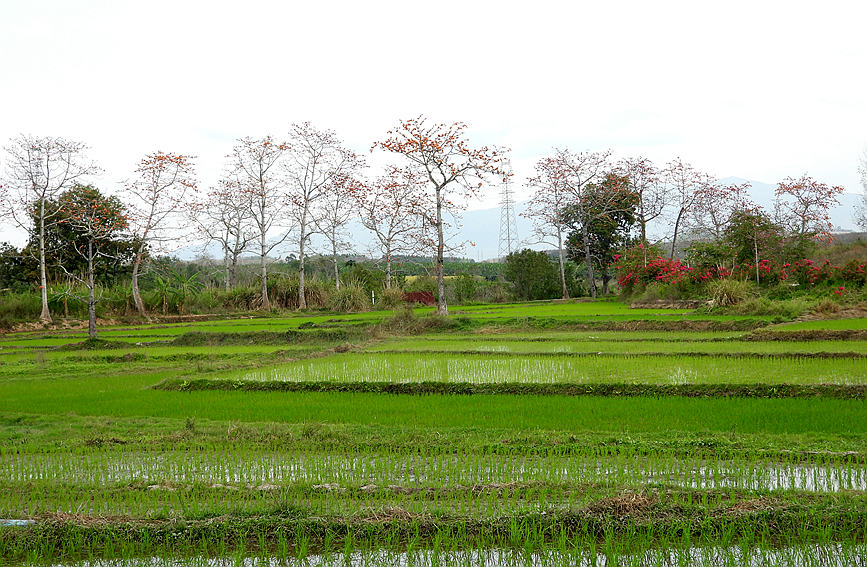 絢麗的火紅色在黎鄉(xiāng)田野間裝點(diǎn)出一片生機(jī)勃勃的美景。薛美麗攝