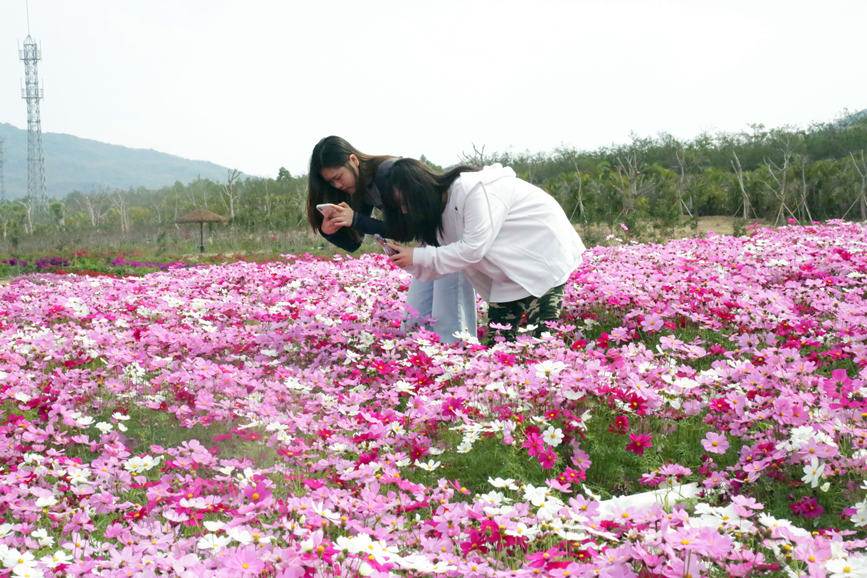 游客拍格桑花。胡俊攝