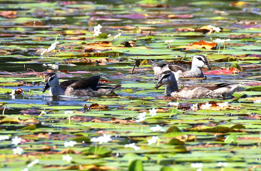 棉鳧在海南昌江海尾國(guó)家濕地公園（試點(diǎn)）覓食被拍到。薛美麗攝