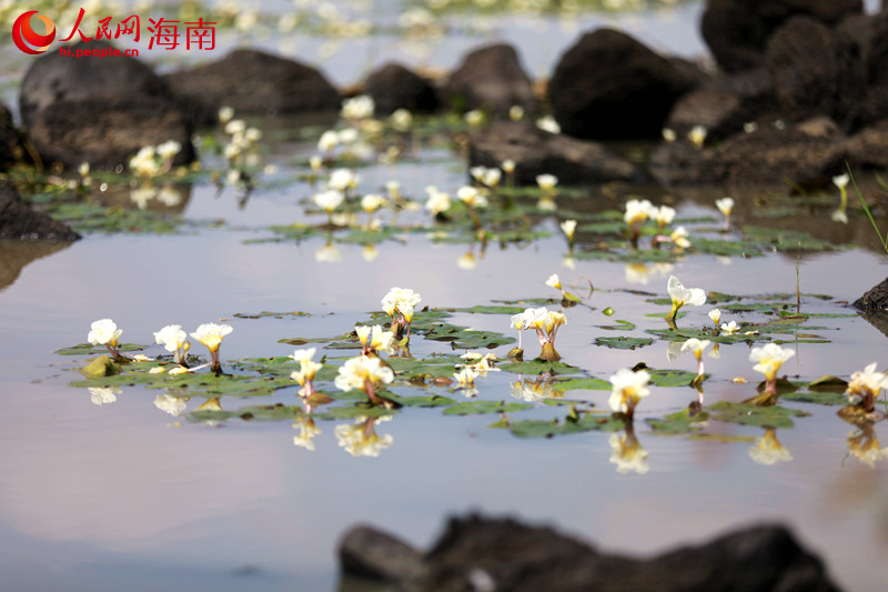 ?？谑旋埲A區(qū)遵譚鎮(zhèn)龍合村水菜花連片盛開(kāi)。 人民網(wǎng) 孟凡盛攝