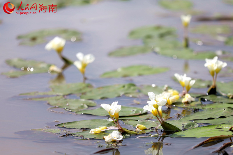 星星點點的水菜花盛開在水面上，潔白的花瓣，淡黃的花蕊，一簇簇盛放在溪面上。 人民網(wǎng) 孟凡盛攝