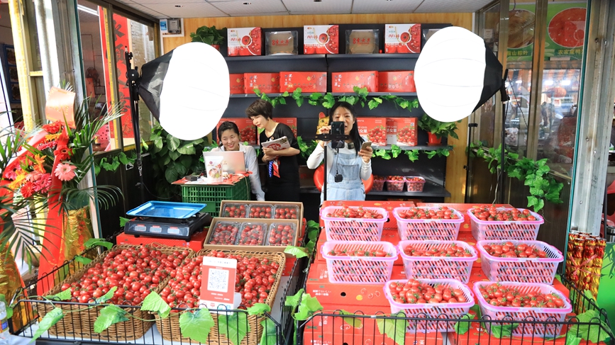 定安潭黎圣女果經(jīng)過精品包裝、直播帶貨，線上引流，線下銷售的方式實現(xiàn)“賣全國”，以小水果帶動大產(chǎn)業(yè)。胡雄飛攝