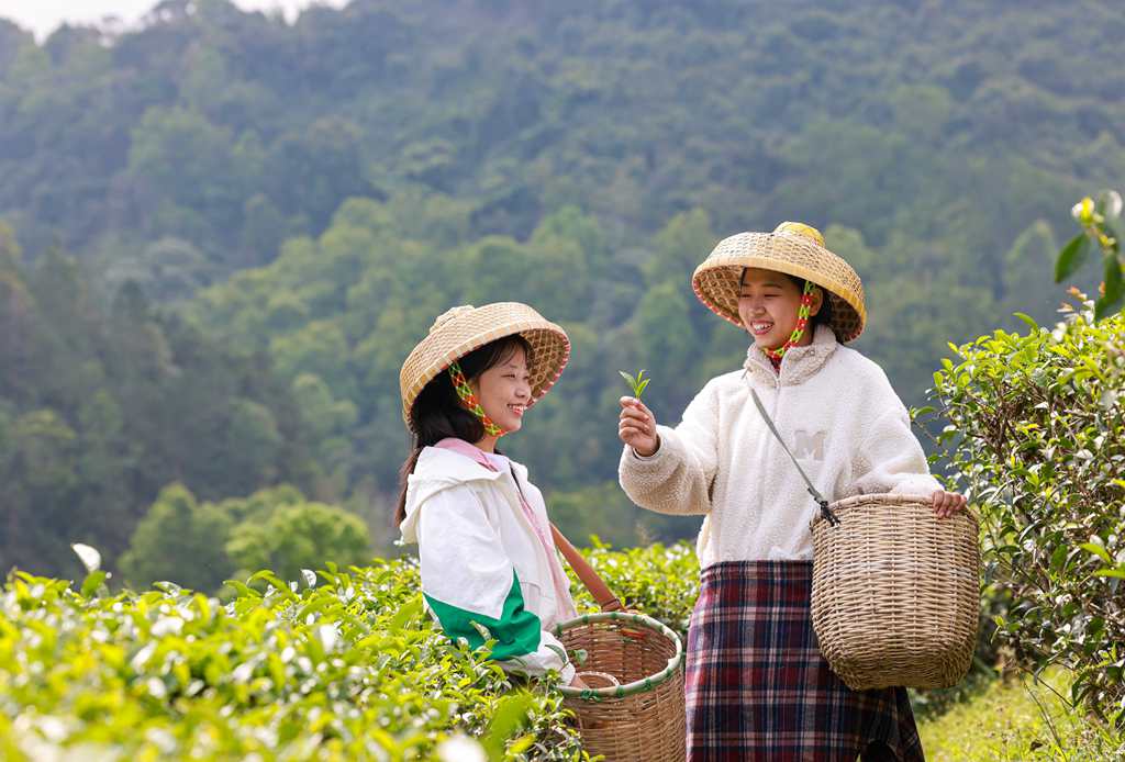 村民們正忙著采摘春茶。 張江英 攝 