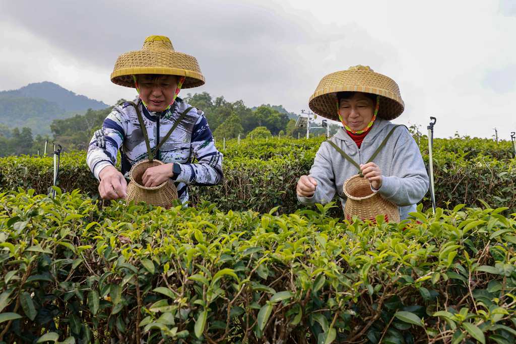 村民們正忙著采摘春茶。 張江英 攝 