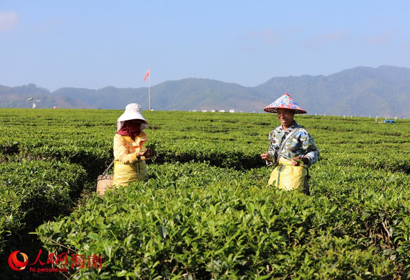 茶農(nóng)在茶園里采茶。人民網(wǎng) 符武平攝