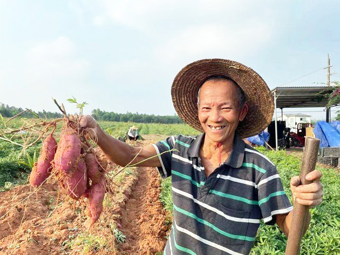 園區(qū)工人在田間展示收獲的三角寧地瓜。王金丹攝