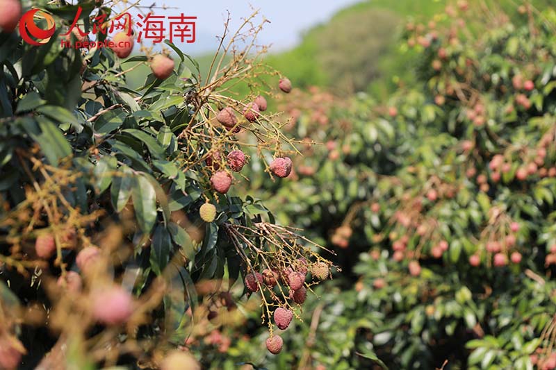 青紅相間的“桂花香”荔枝掛滿枝頭。 人民網(wǎng) 孟凡盛攝