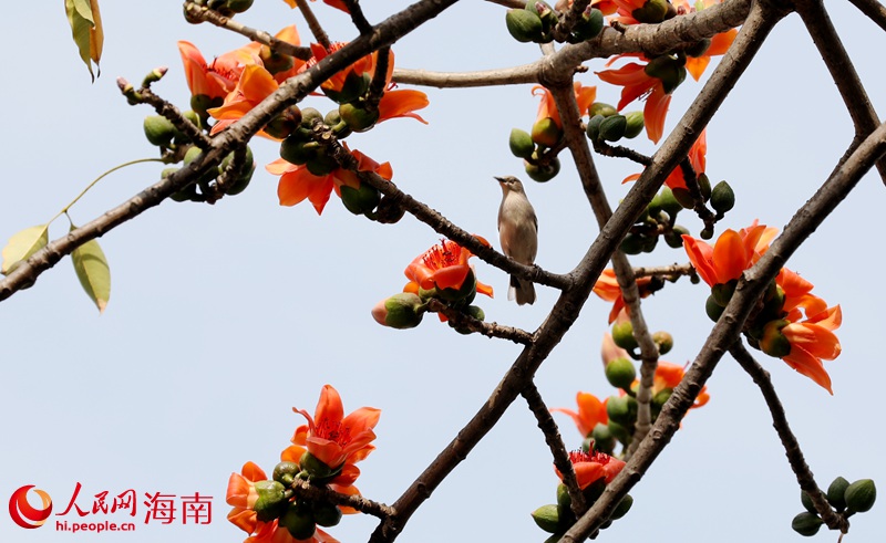 鳥兒在木棉花叢中。人民網(wǎng) 符武平攝