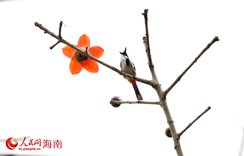 鳥兒在枝頭嬉戲。人民網 符武平攝 