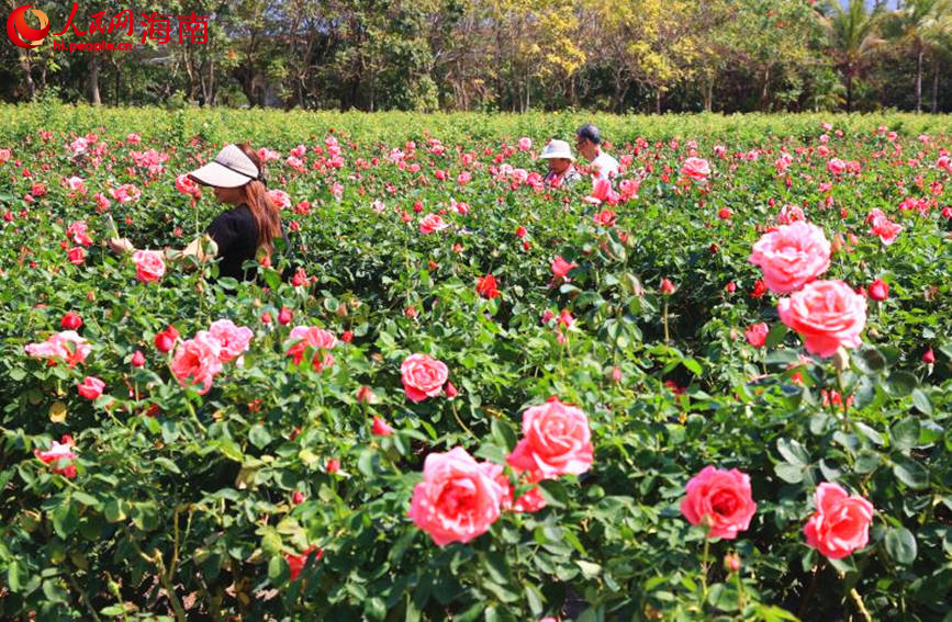 游客在花叢中游玩。人民網(wǎng) 牛良玉攝