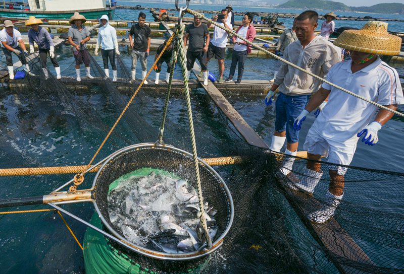 章雄魚(yú)苗出口。?？谛阌⑦厵z站供圖