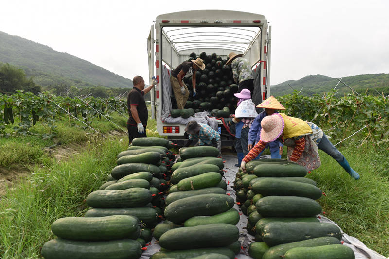 4月13日，工人將采收的冬瓜搬運上車。 林小丹攝