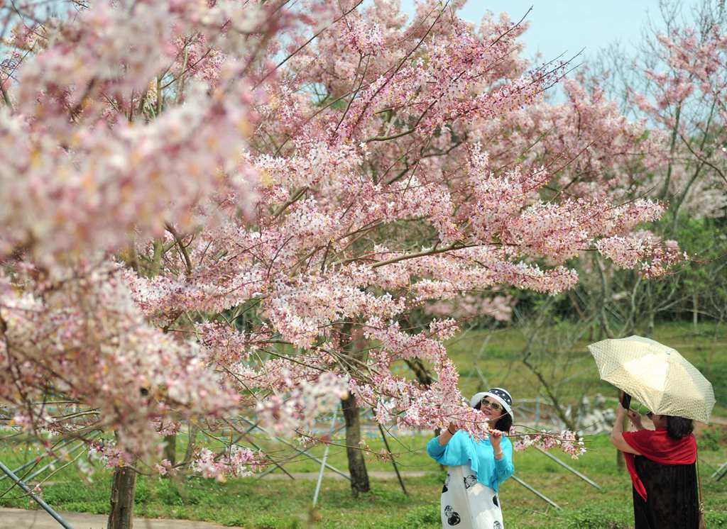 熱帶櫻花如期綻放，吸引游客前來拍照打卡。冼賀攝