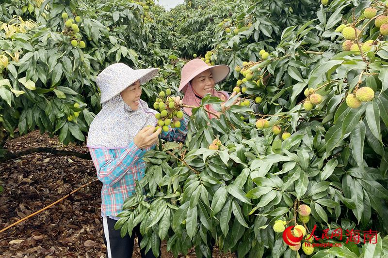 荔枝即將成熟，荔農(nóng)笑開(kāi)了花。人民網(wǎng) 樊歡迪攝