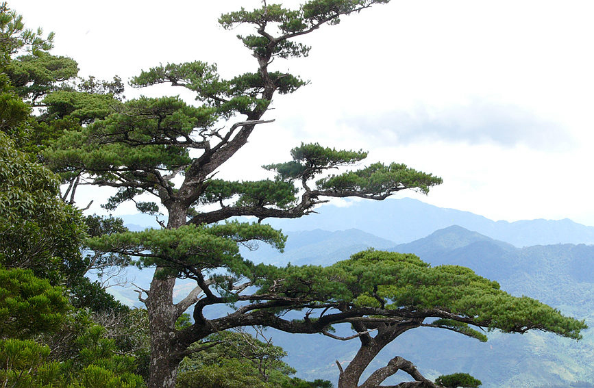 五指山白面嶺。張劍鋒攝