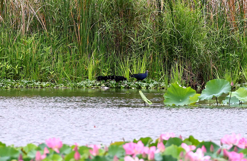    7日，海南省昌江黎族自治縣海尾國家濕地公園（試點(diǎn)）蓮花池首次記錄到六只紫水雞幼崽同框。薛美麗攝