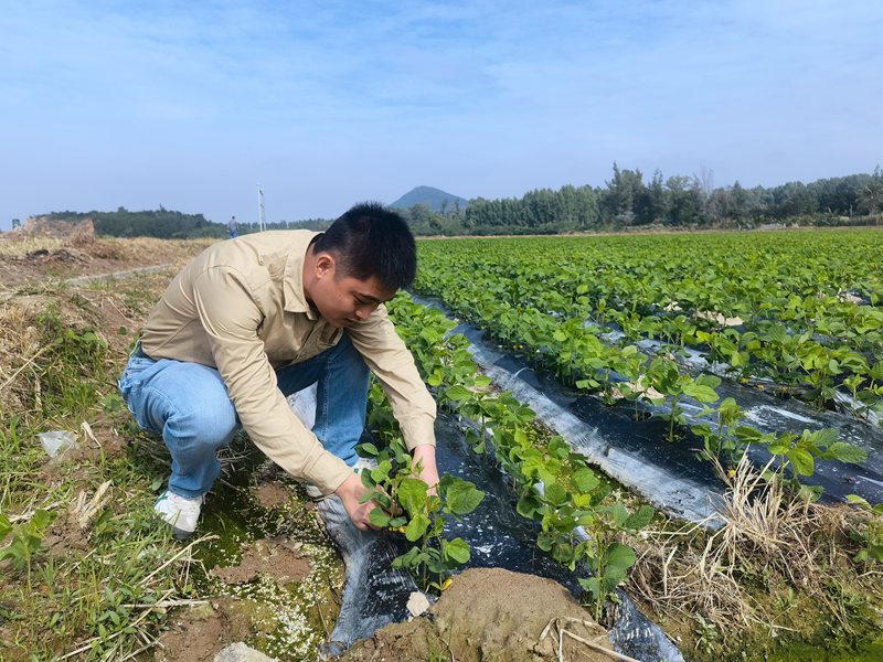 許績英研究生物降解地膜。受訪人供圖