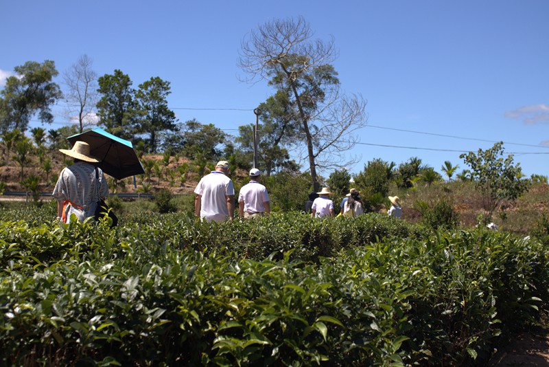 媒體記者參觀灣嶺茶山。 主辦方供圖