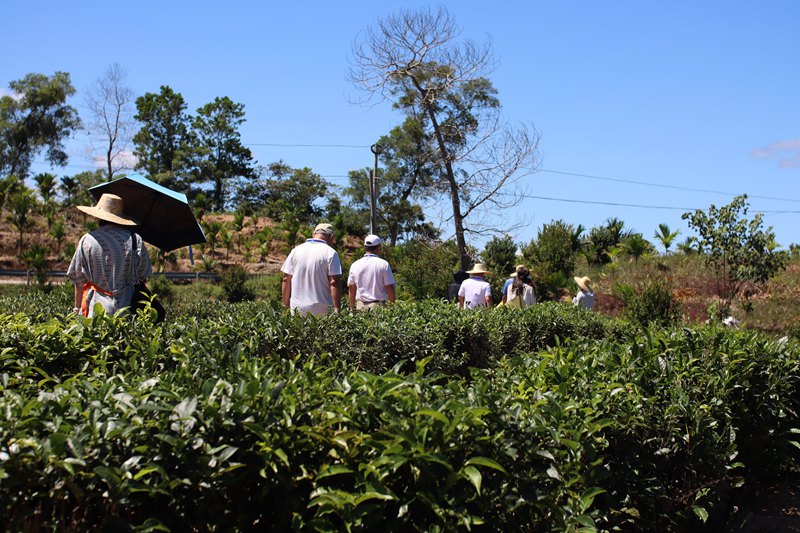 媒體記者走進(jìn)灣嶺茶山。 主辦方供圖