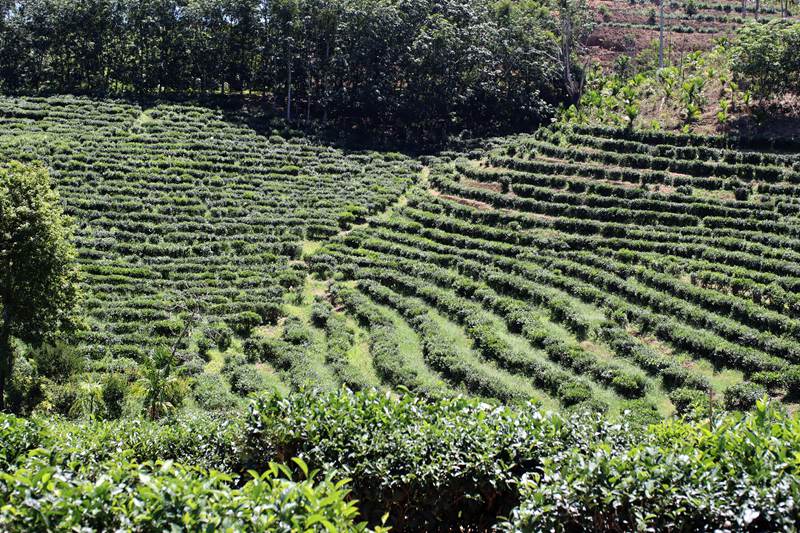 灣嶺茶山。主辦方供圖