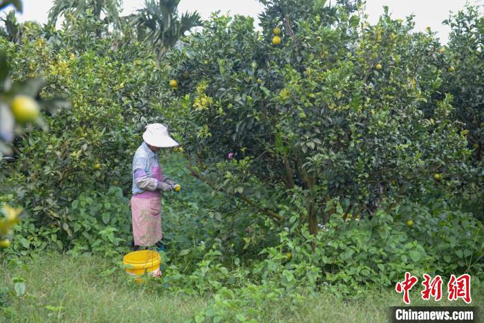 圖為工人采摘澄邁福橙。凌楠攝