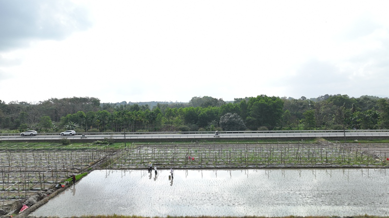 屯昌縣楓木鎮(zhèn)楓木苦瓜種植示范基地。林小丹攝