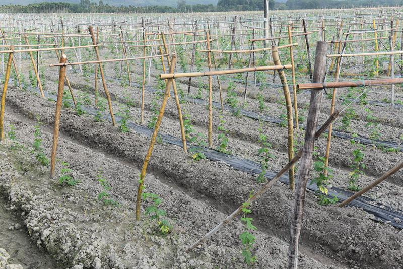 屯昌縣楓木鎮(zhèn)楓木苦瓜種植示范基地。林小丹攝