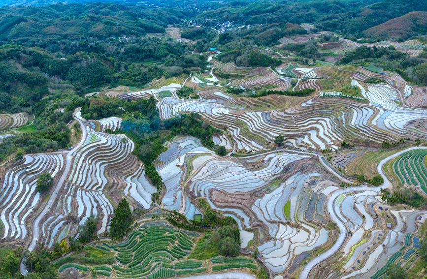 牙胡梯田的早稻種植已經(jīng)全面展開。孟志軍攝