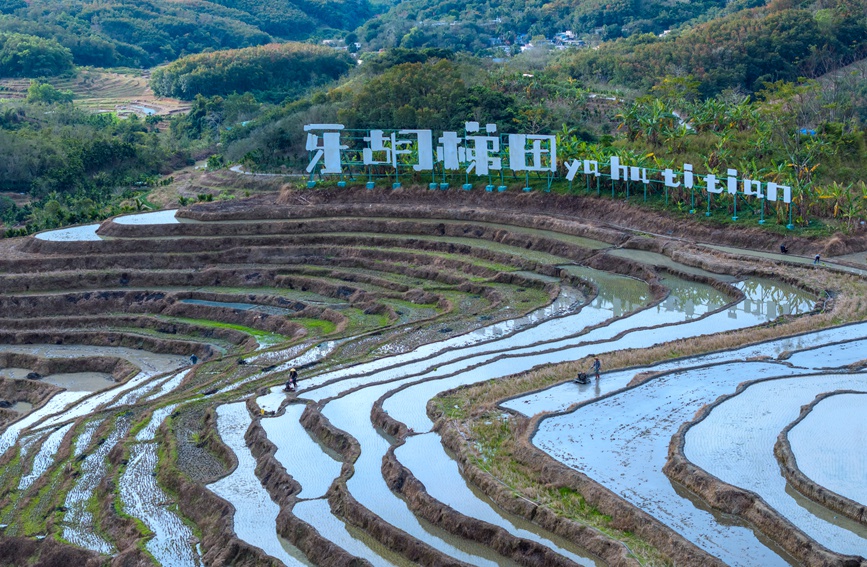 牙胡梯田的早稻種植已經(jīng)全面展開。孟志軍攝