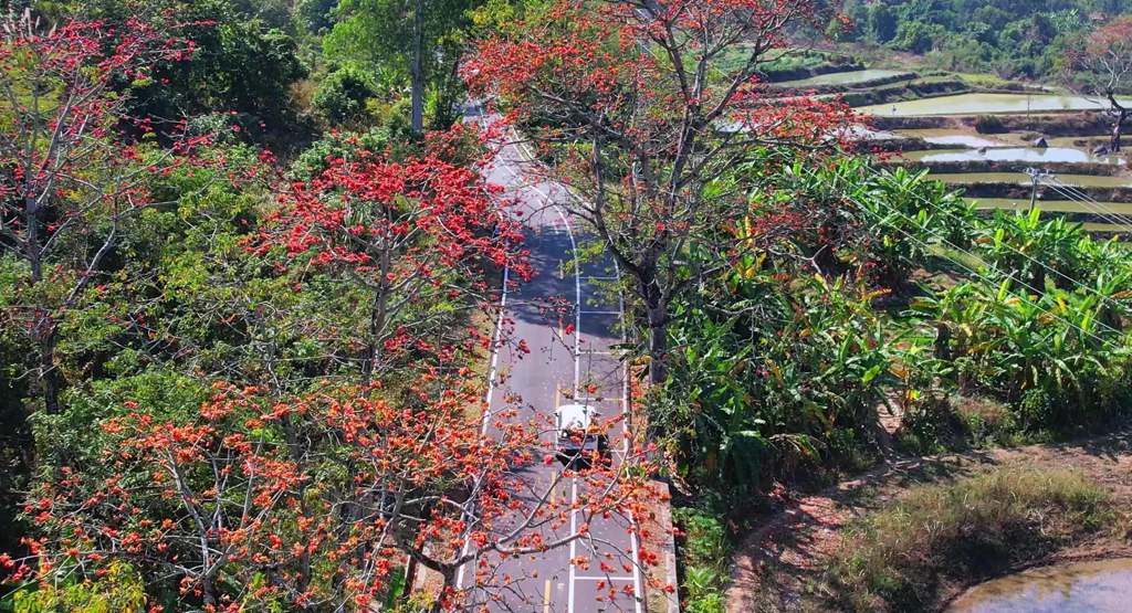 綻放的木棉花紅遍山野。昌江黎族自治縣融媒體中心供圖