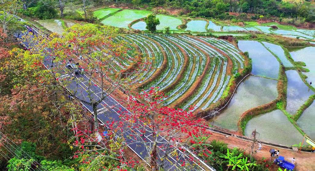 綠油油的梯田邊木棉花開(kāi)正紅艷。昌江黎族自治縣融媒體中心供圖