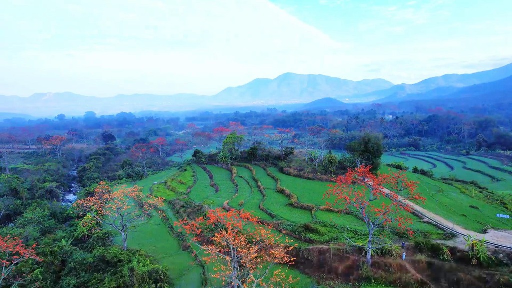 火紅木棉點綴翠綠山林。昌江黎族自治縣融媒體中心供圖