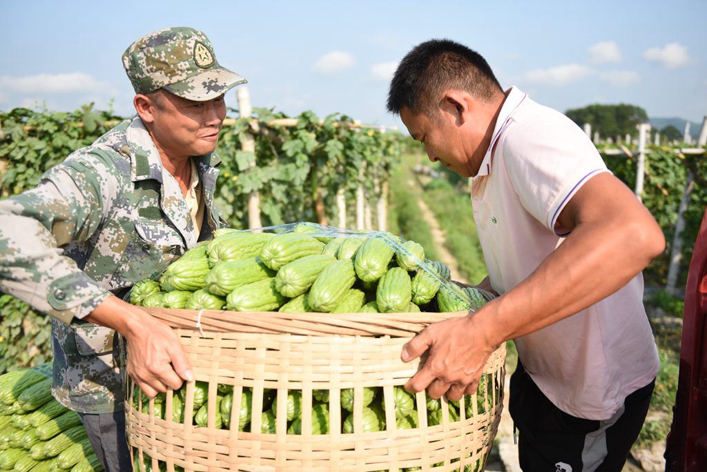 村民搬運(yùn)苦瓜。林小丹攝