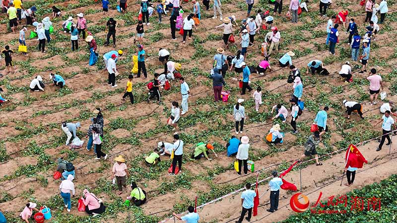 市民游客在田間采摘地瓜。人民網(wǎng)記者 牛良玉攝