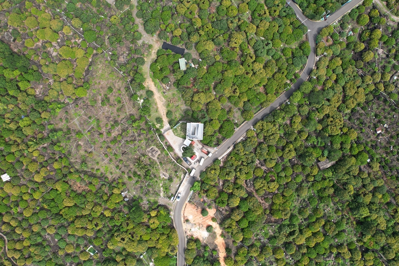 生長在火山巖上的荔枝花海。林春干攝