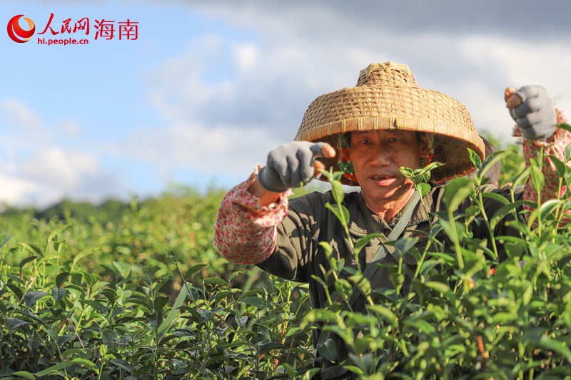 五指山茶農(nóng)在有機(jī)茶園采茶。人民網(wǎng)記者 牛良玉攝