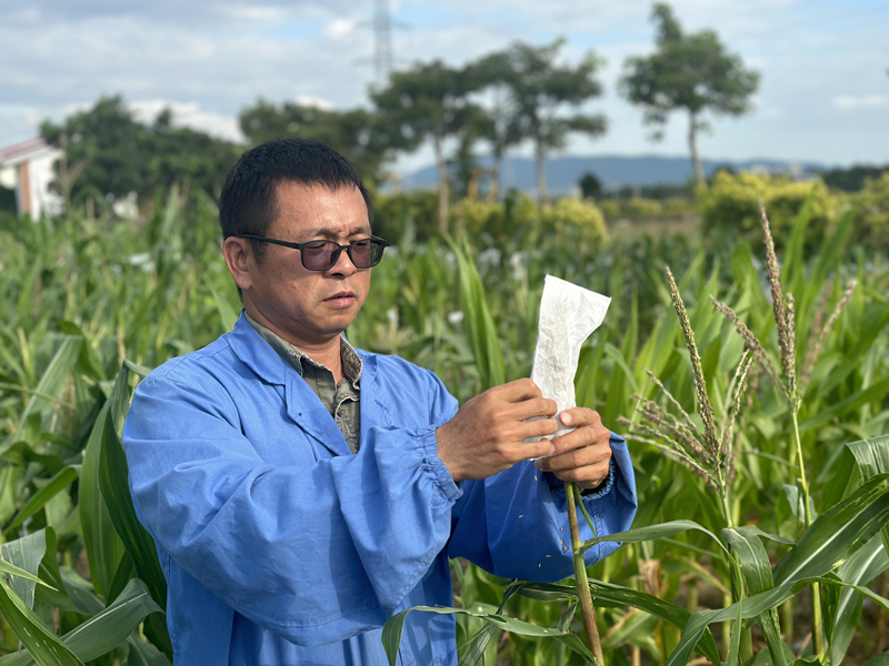 海南省農(nóng)業(yè)科學院糧食作物研究所研究員侯本軍。海南省農(nóng)業(yè)科學院供圖